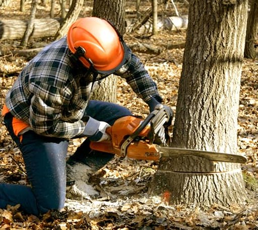 Tree Removal in Echo Lake, CA
